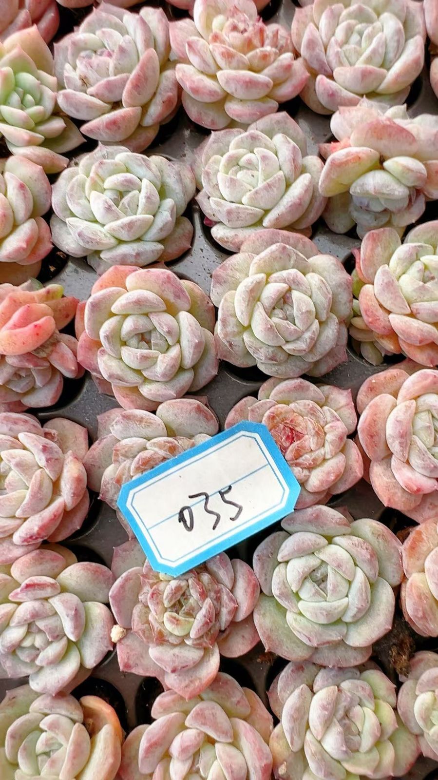 25#多肉植物アエオニウム❤️ ナガ女王 セッカ ❤️19cm拔き苗 楽天市場】【ふるさと納税】多肉植物 9センチポット 大型苗 デカベリア