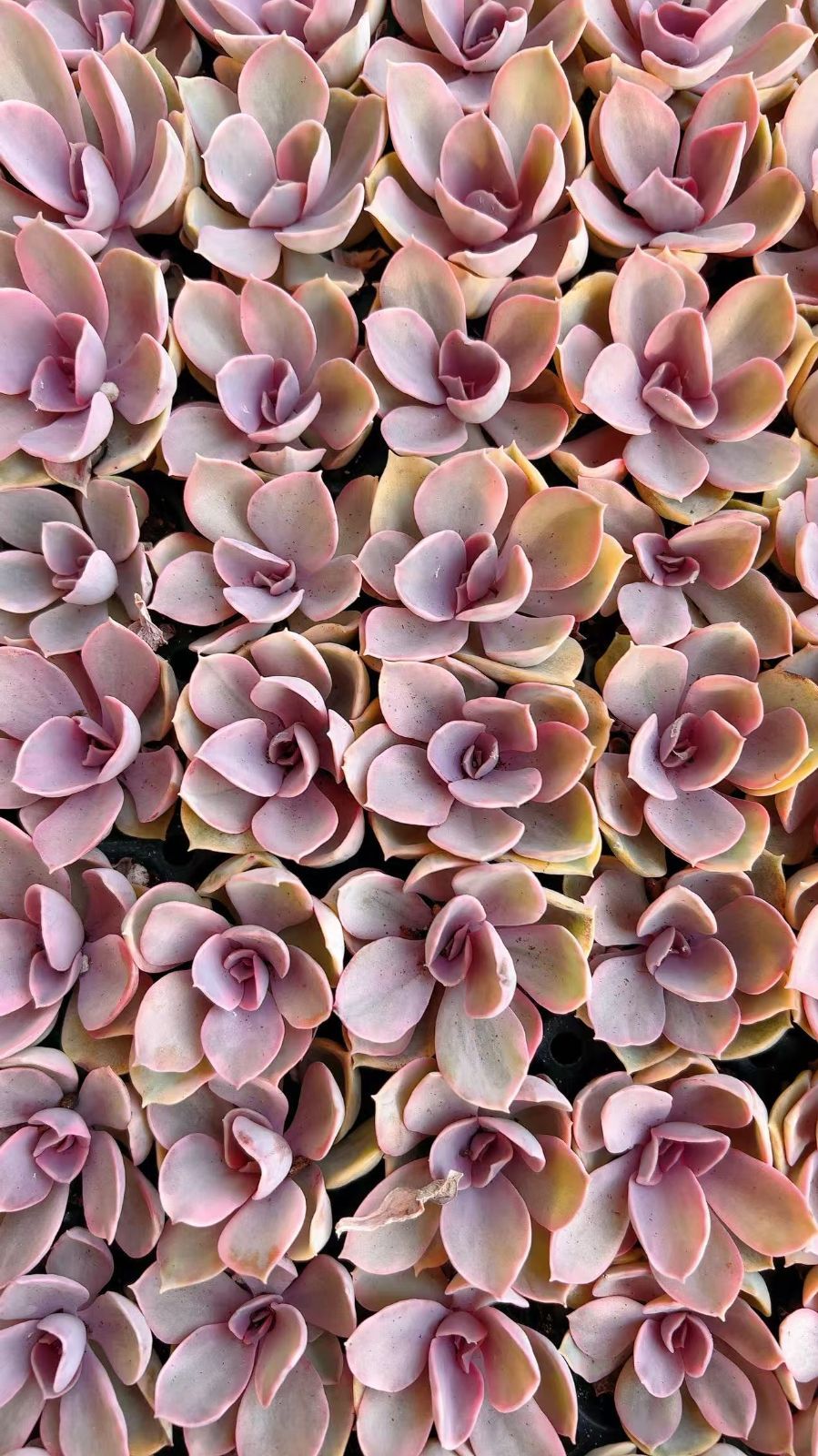 105苗×レインボー 多肉植物 エケベリア セダム アエオニウム