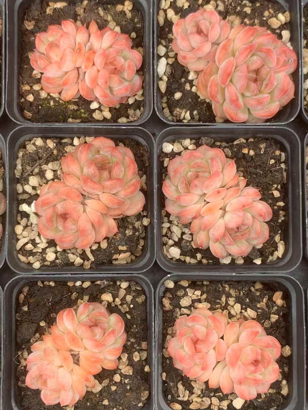 24株×キンシン 多肉植物 エケベリア セダム アエオニウム