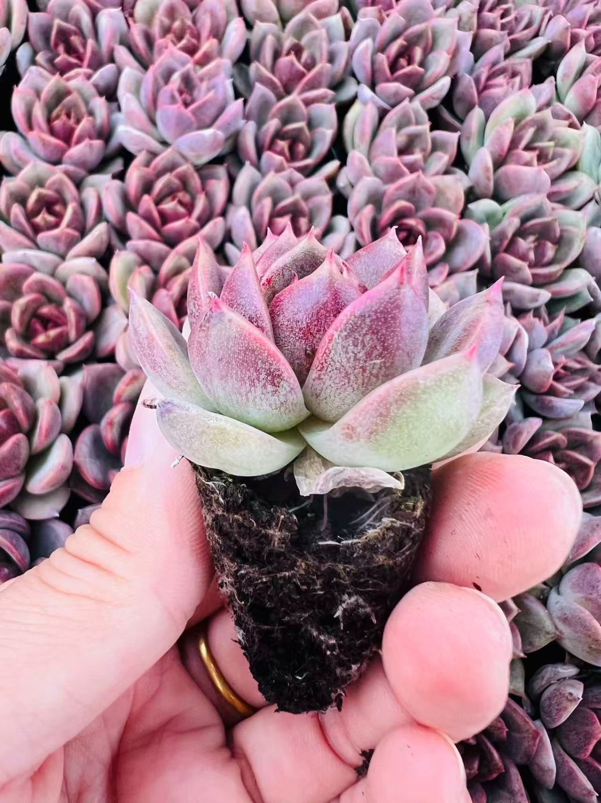 抜き苗 パープルライラック ZM1581×15株 ふっくら 多肉植物 エケベリア