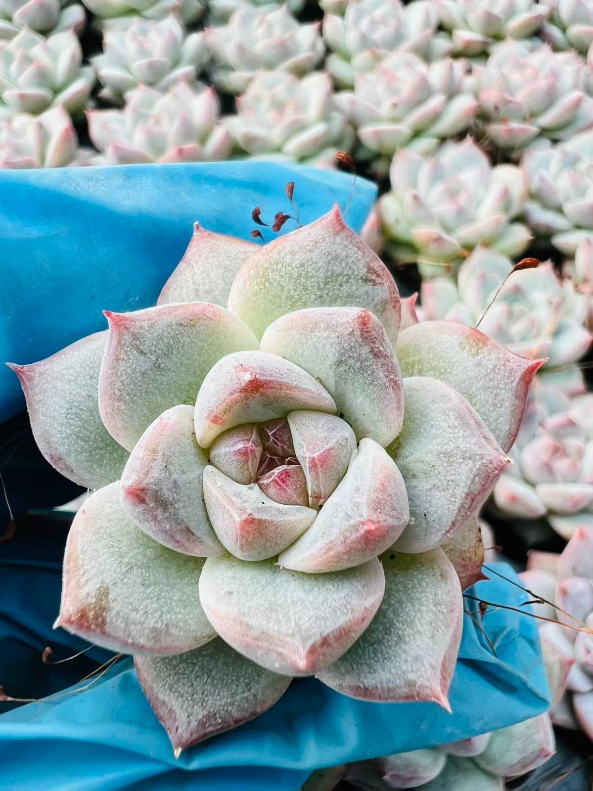 LL029×128苗 ピンクダイヤ 多肉植物 エケベリア カット苗 韓国苗 寄せ植え