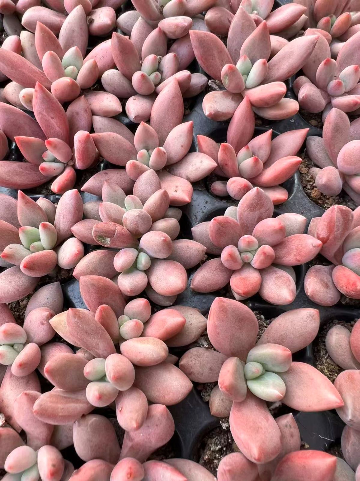 105苗×トウカゲン 多肉植物 エケベリア セダム アエオニウム