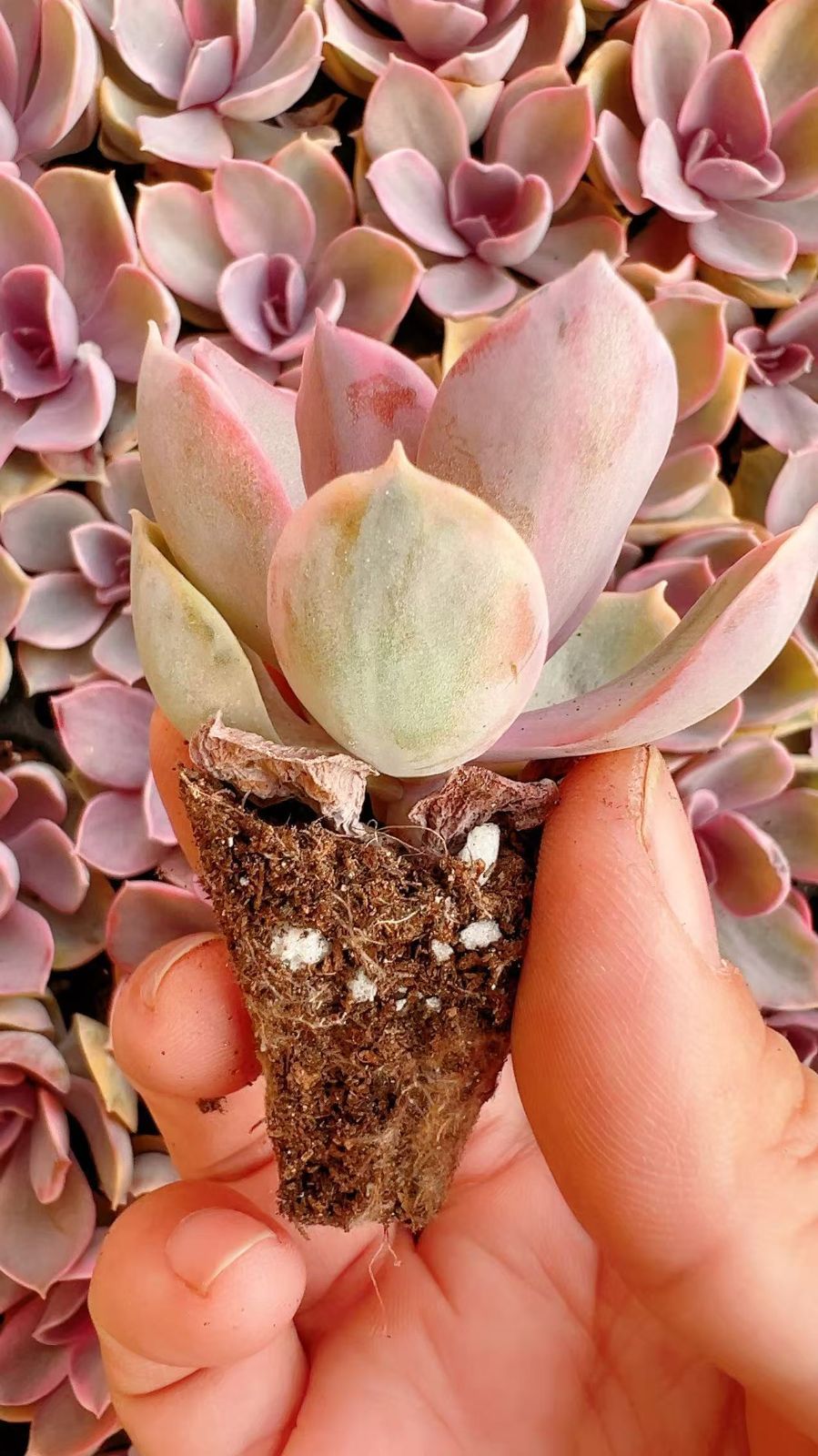 あ*お様 A767-4 ロココ 105苗 多肉植物 土根付き エケベリア 韓国苗 あ