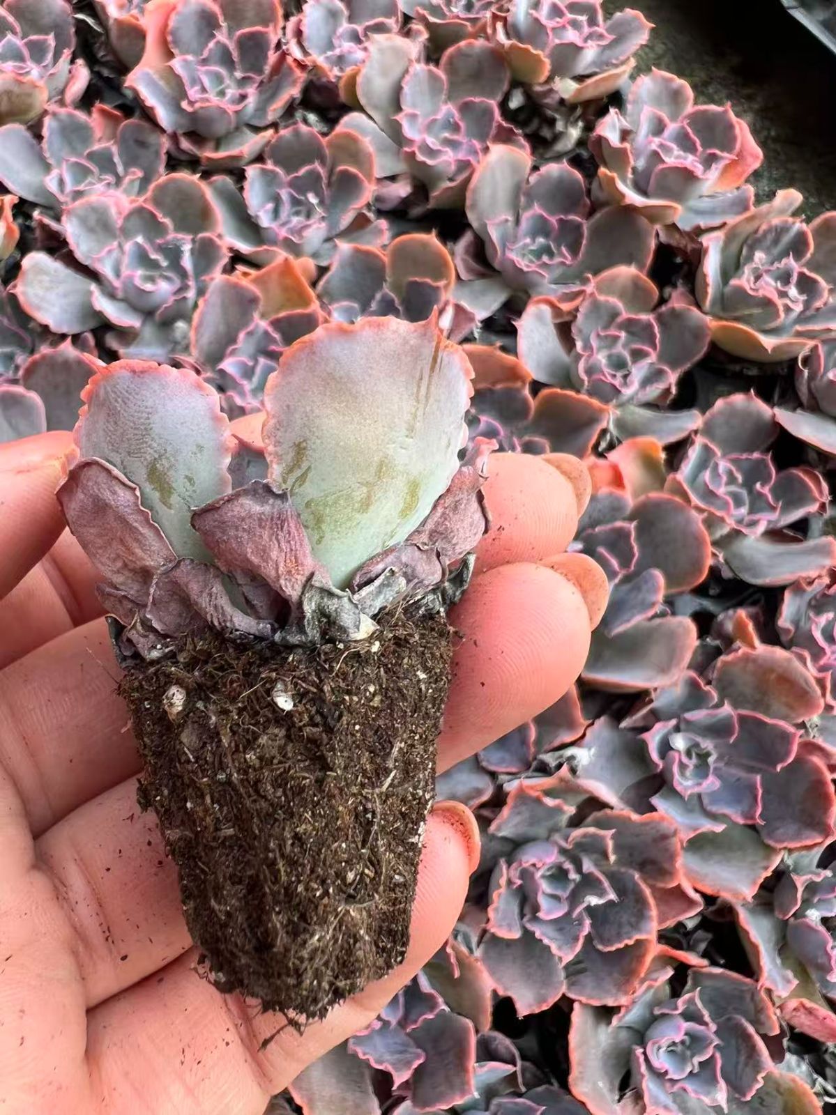 105苗×バンカノマイ 多肉植物 エケベリア セダム アエオニウム