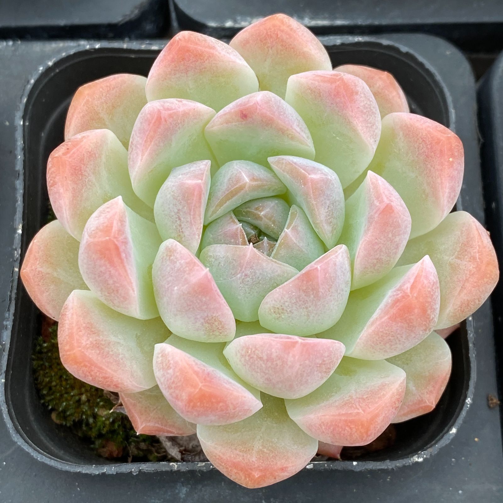 50株×クリームローズ 多肉植物 エケベリア セダム アエオニウム