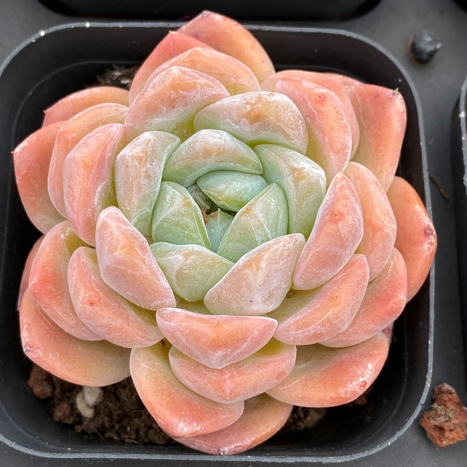 50株×オウゴンカゲツ 多肉植物 エケベリア セダム アエオニウム