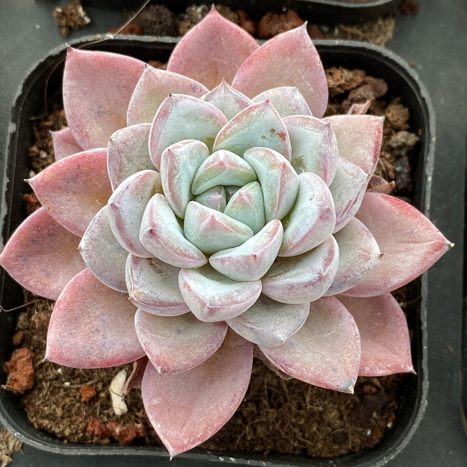 24株×ヴィート 多肉植物 エケベリア セダム アエオニウム