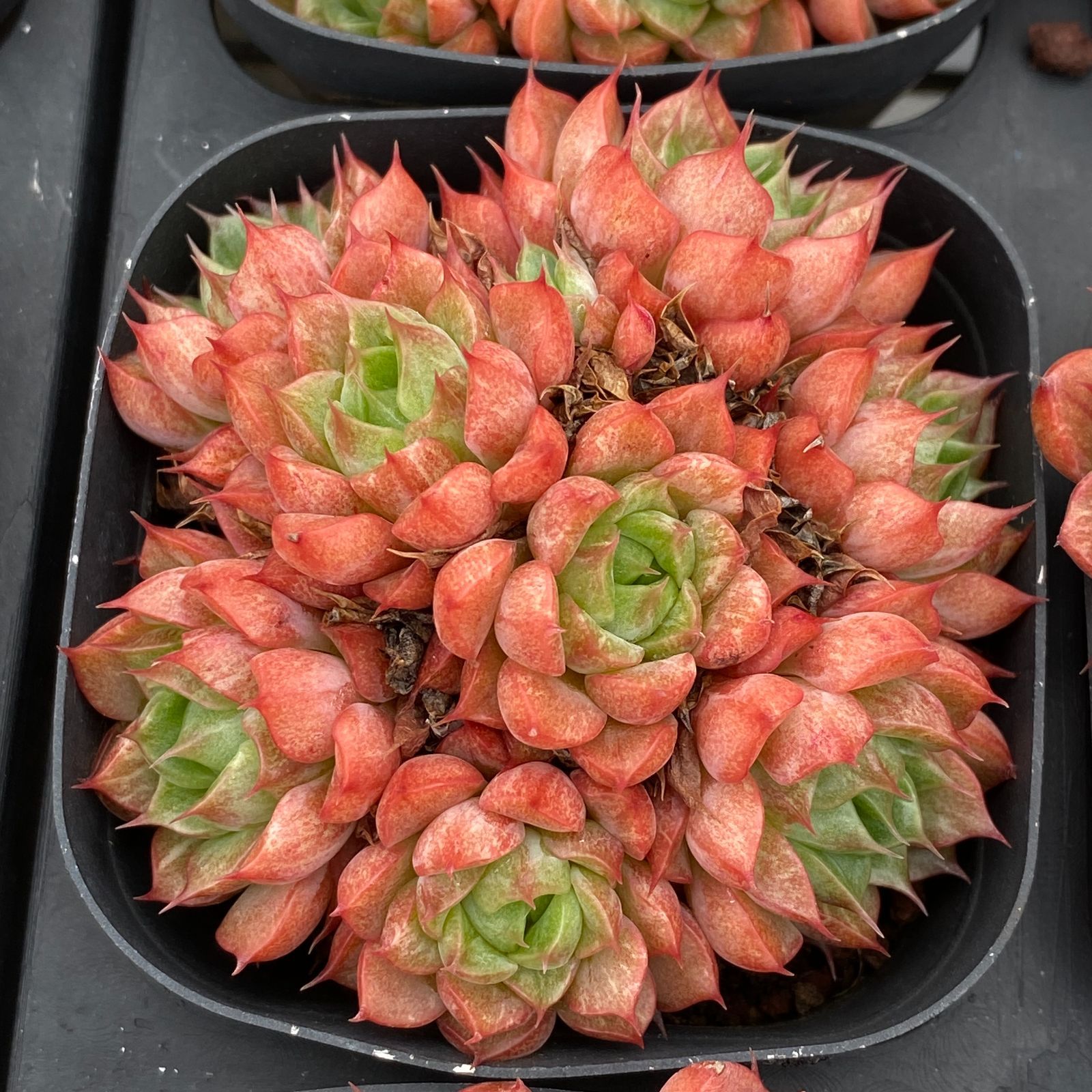 50株×シュトウニシキ ファッション 多肉植物 エケベリア セダム