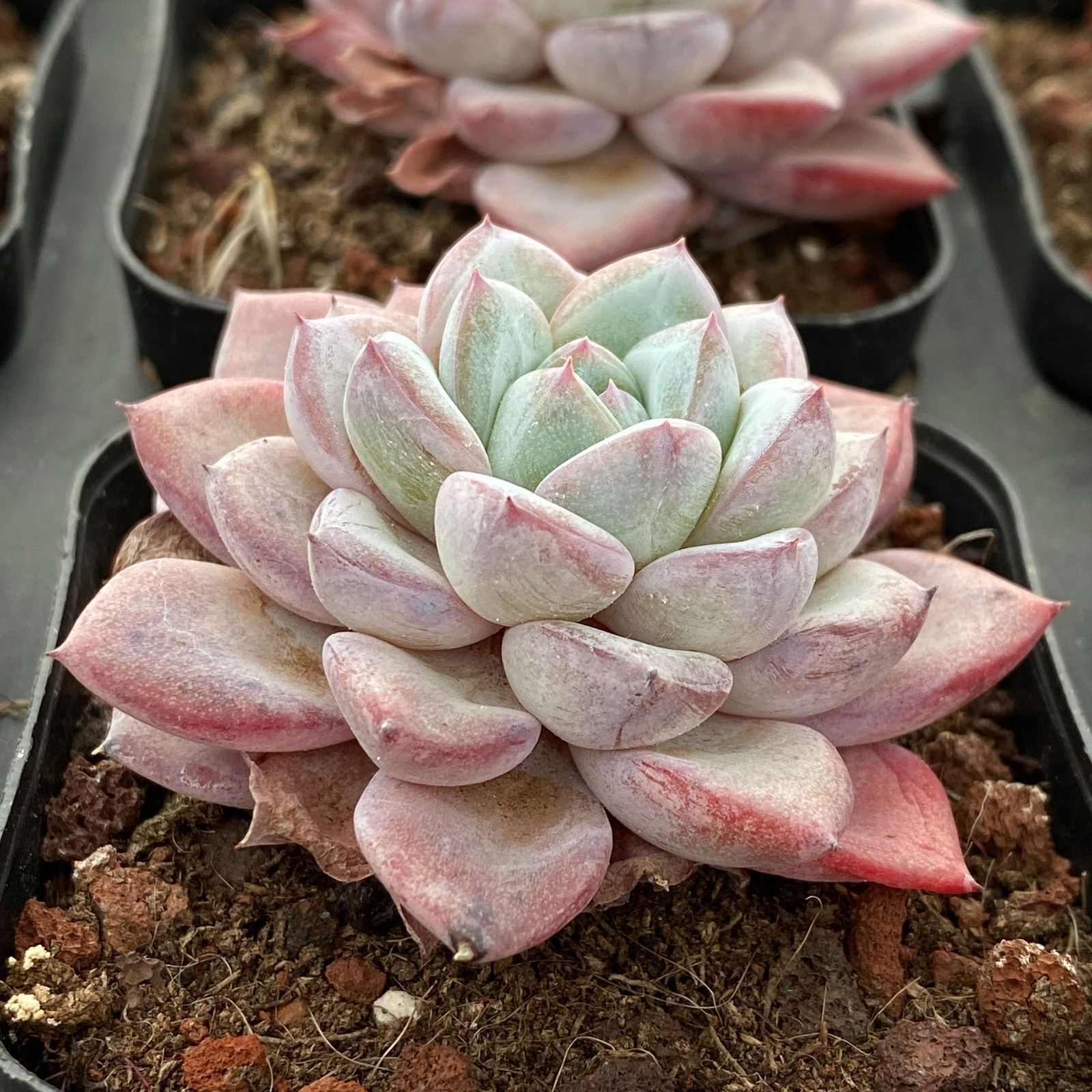 24株×ヴィート 多肉植物 エケベリア セダム アエオニウム