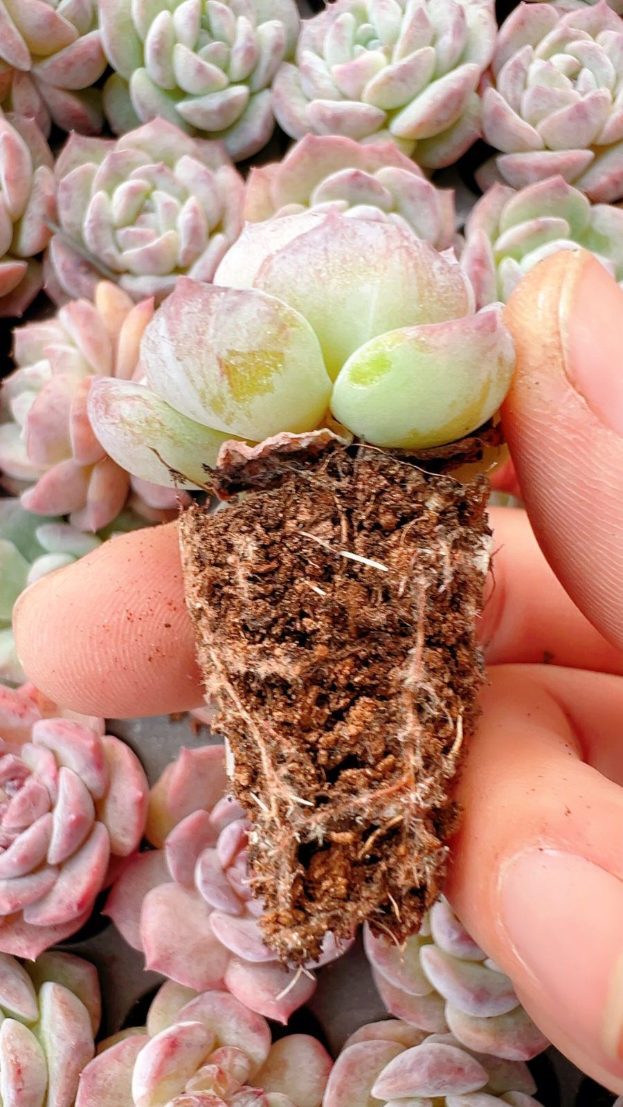 128苗×ヒョウハクセッカ 多肉植物 エケベリア セダム アエオニウム