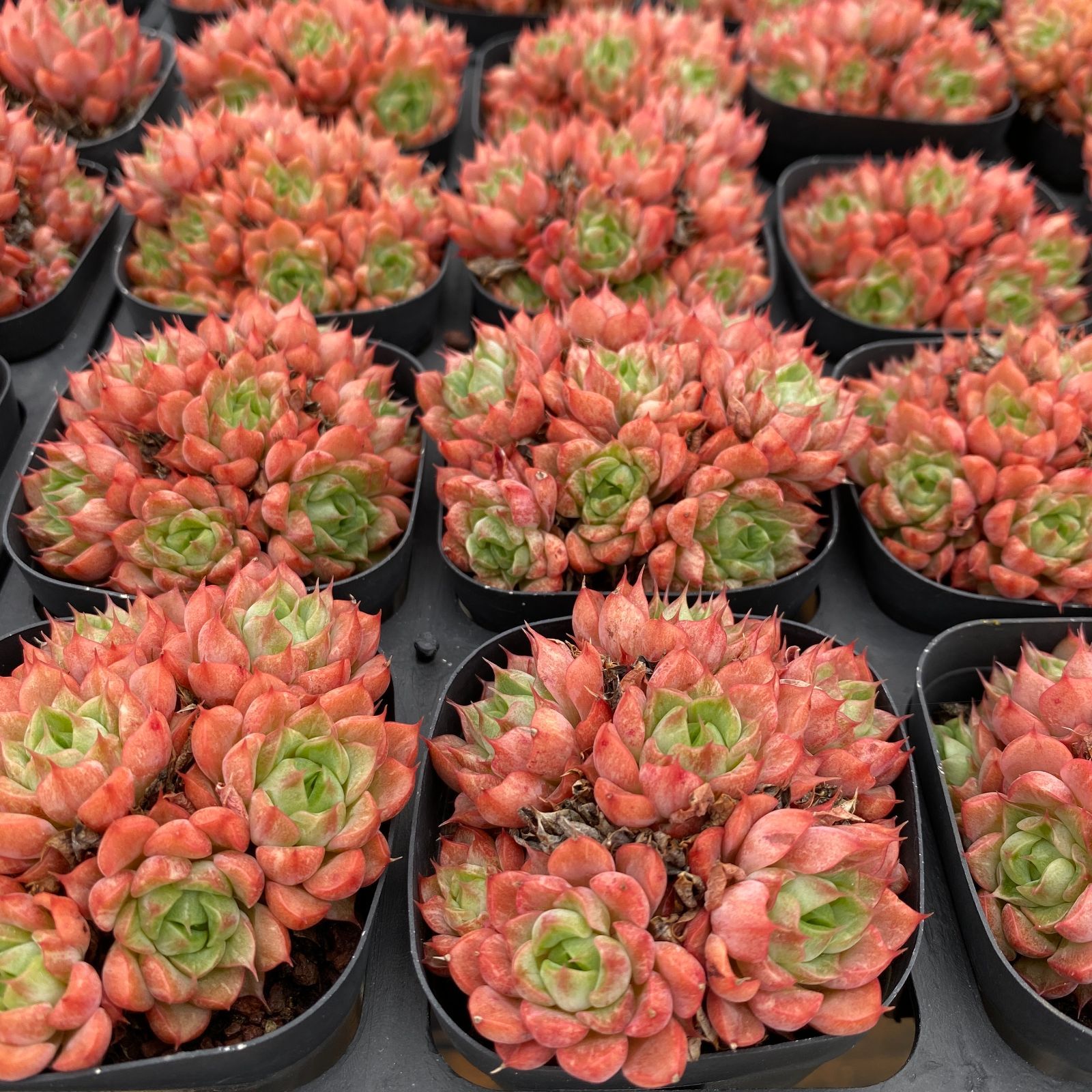 50株×シュトウニシキ ファッション 多肉植物 エケベリア セダム