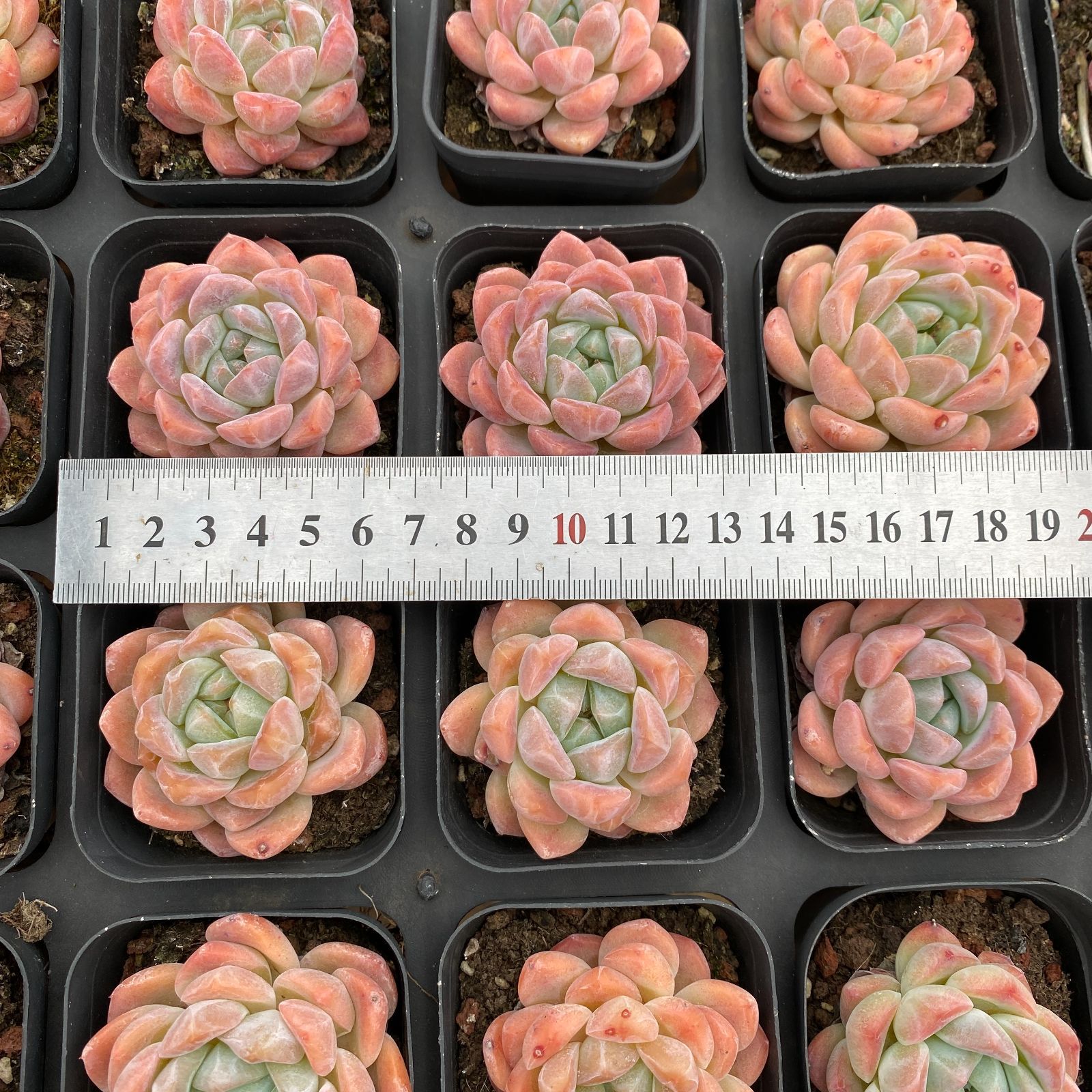 50株×オウゴンカゲツ 多肉植物 エケベリア セダム アエオニウム