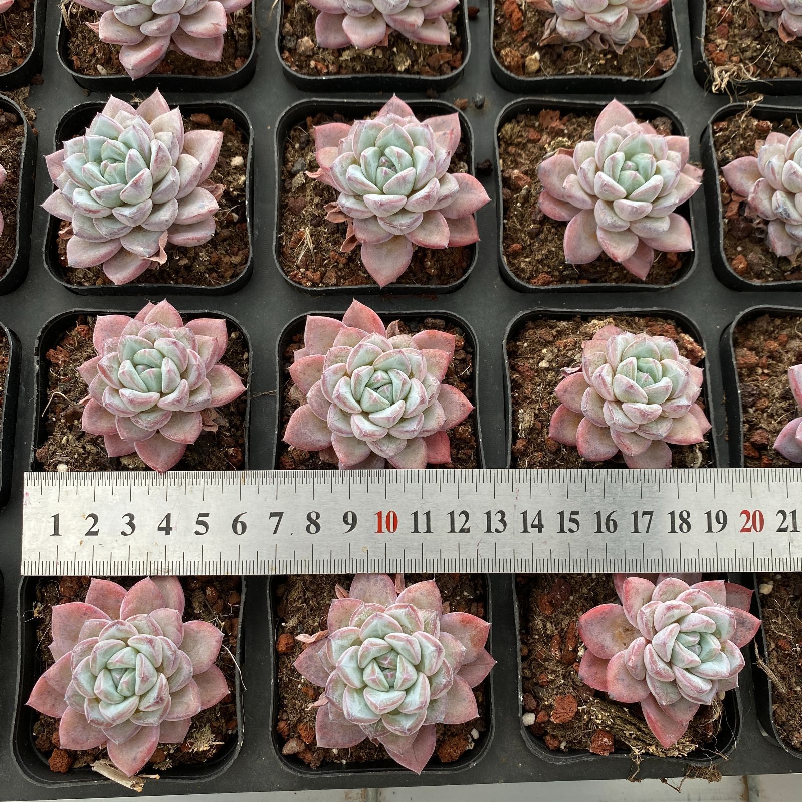 24株×ヴィート 多肉植物 エケベリア セダム アエオニウム