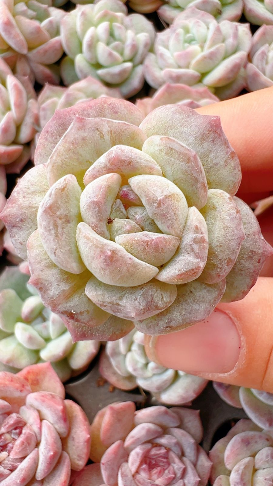 128苗×ヒョウハクセッカ 多肉植物 エケベリア セダム アエオニウム