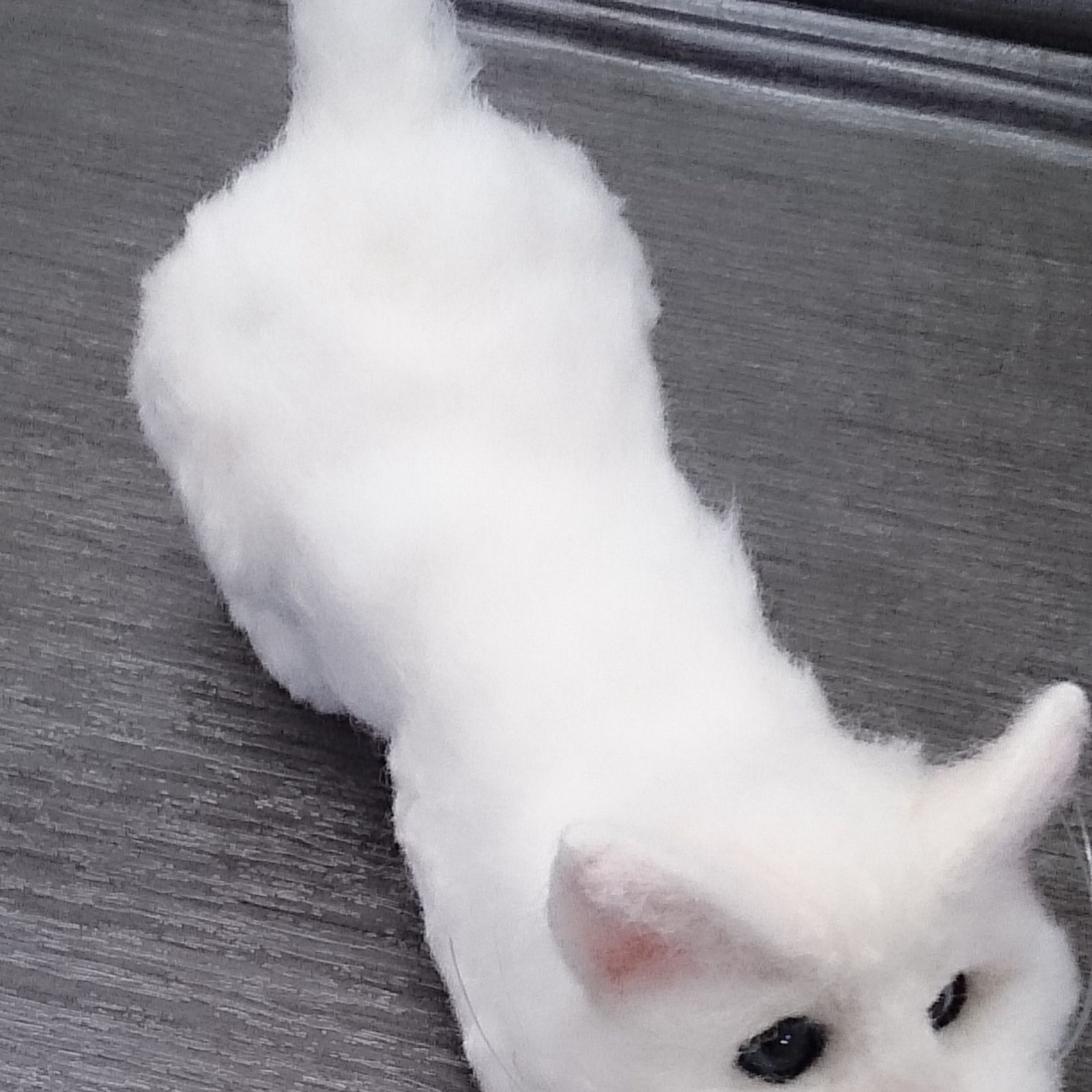 わんたさま専用 羊毛フェルト 犬 シュナウザー L オーダー 羊毛