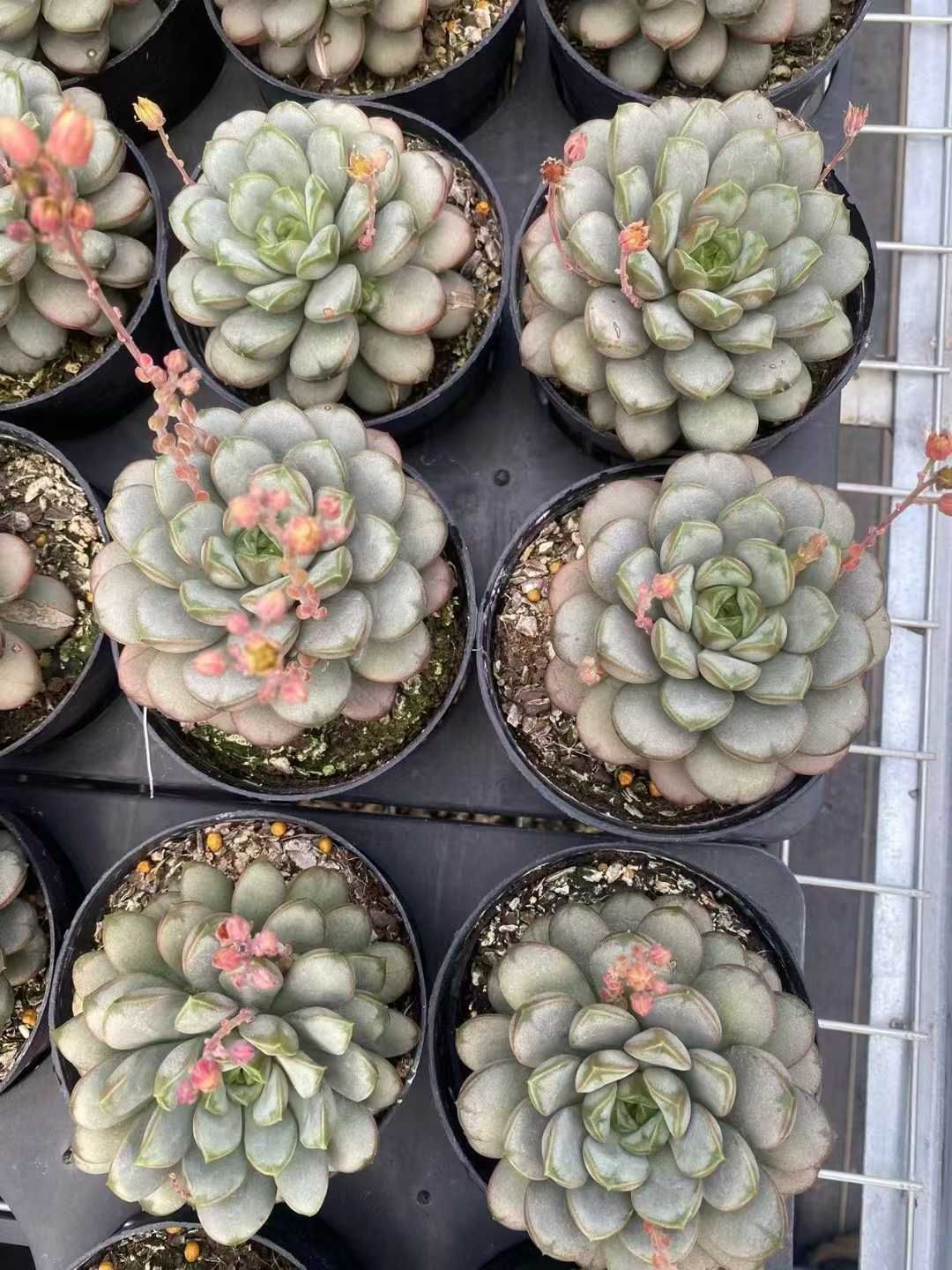 エインズワース社（Ainsworths） バッチフラワーレメディ 39本セット