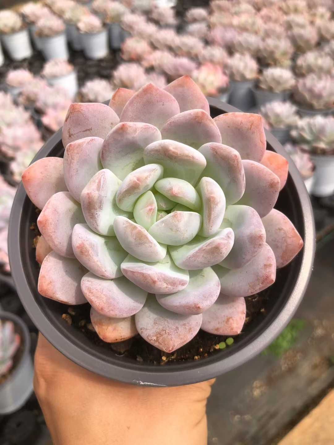 12株×オレンジムーロン 多肉植物 エケベリア セダム アエオニウム