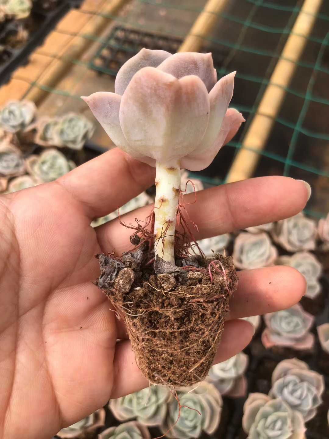 チェリーパイ250 SUS ブラックトビウオ/ピンクヘッド H369