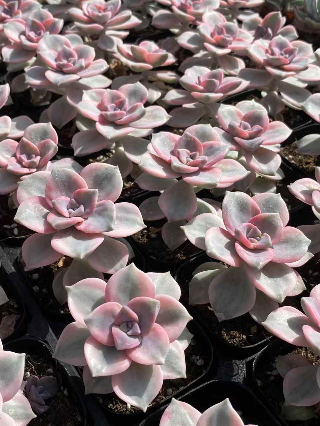 30株×シラクニシキ 多肉植物 エケベリア セダム アエオニウム
