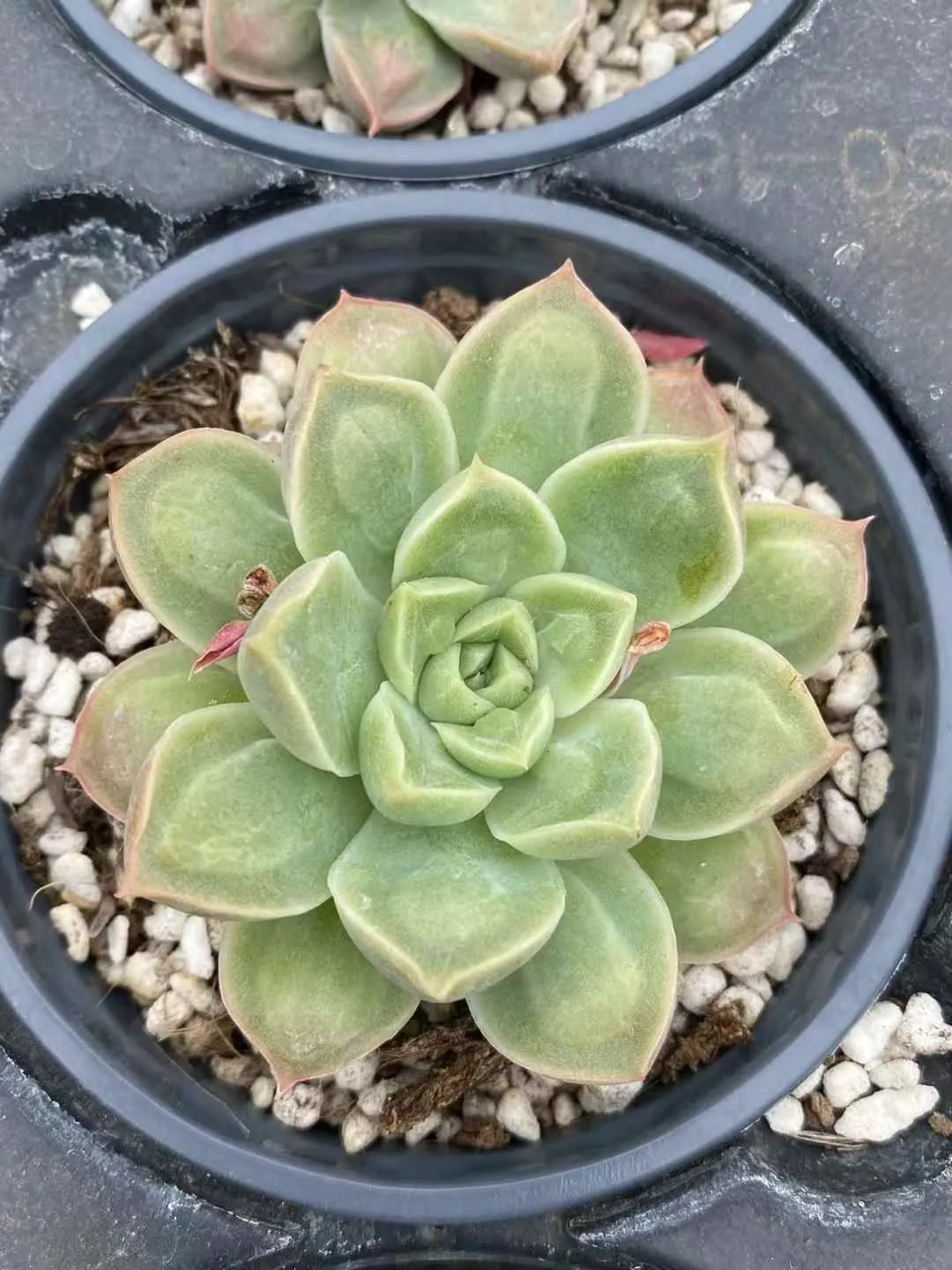 2026年最新】ドクターストレンジ 多肉の人気アイテム - メルカリ