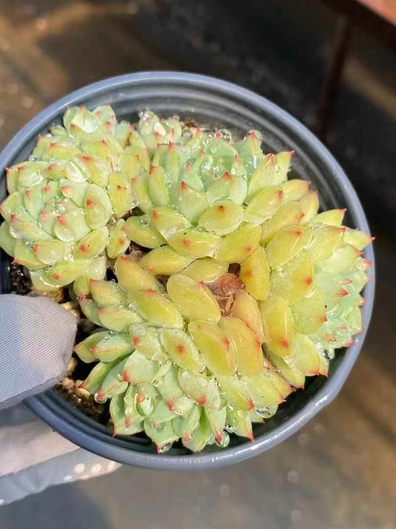 やわらか様 観葉植物 18株×ローズレン 多肉植物 エケベリア セダム アエオニウム