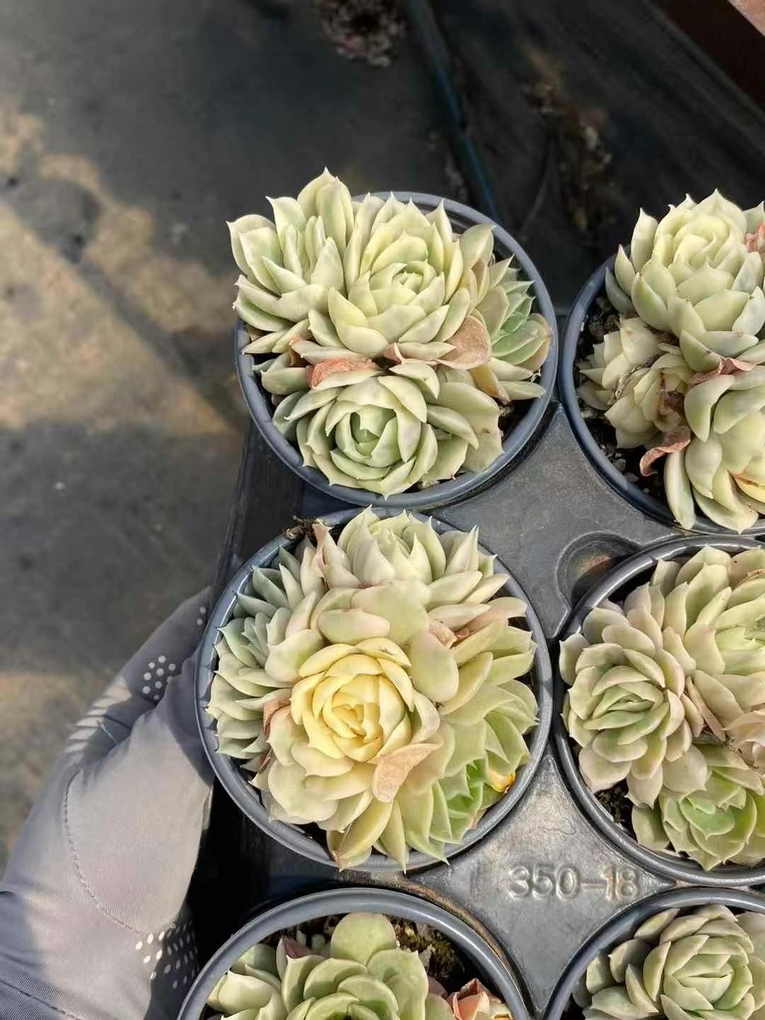 エケベリア・セダム lemmikki 12株×ジルバニシキ 多肉植物 エケベリア