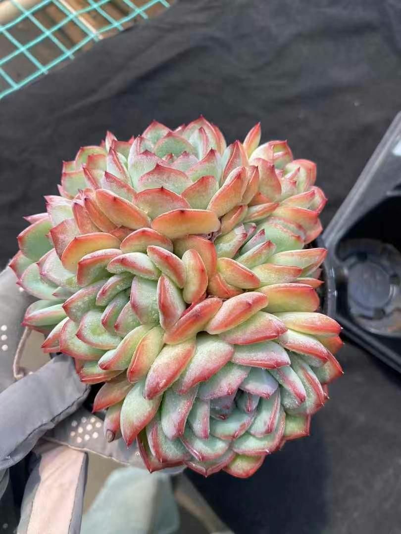 8株×コウジン 多肉植物 エケベリア セダム アエオニウム グラプトペタルム 韓国苗 寄せ植え MY231