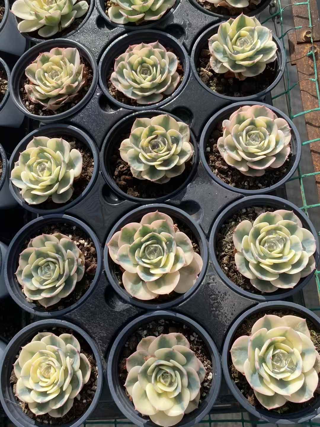 18株×ギョクチョウニシキ 多肉植物 エケベリア セダム アエオニウム