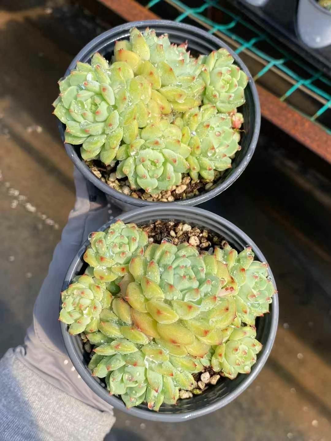 多肉植物 観葉植物 18株×ローズレン 多肉植物 エケベリア セダム アエオニウム