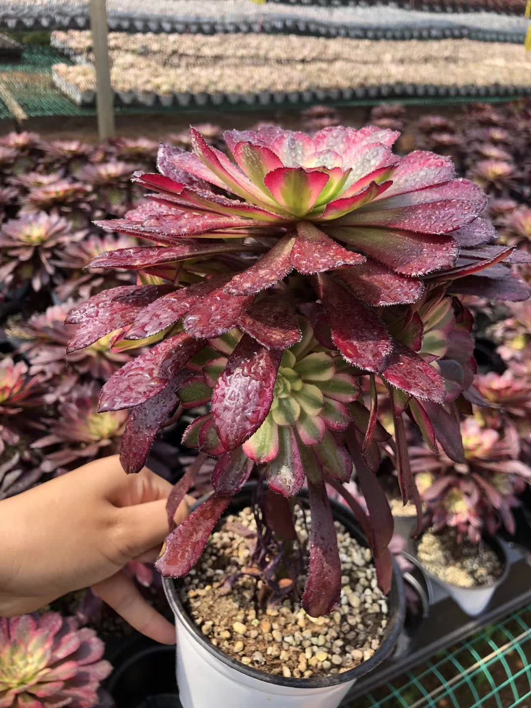 ヤマト発送 マリア XP232×105苗 土付き 詰め合わせ 多肉植物