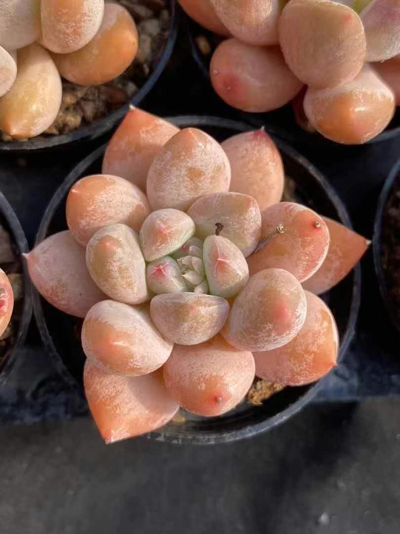50株×コウスイザツ 多肉植物 エケベリア セダム アエオニウム