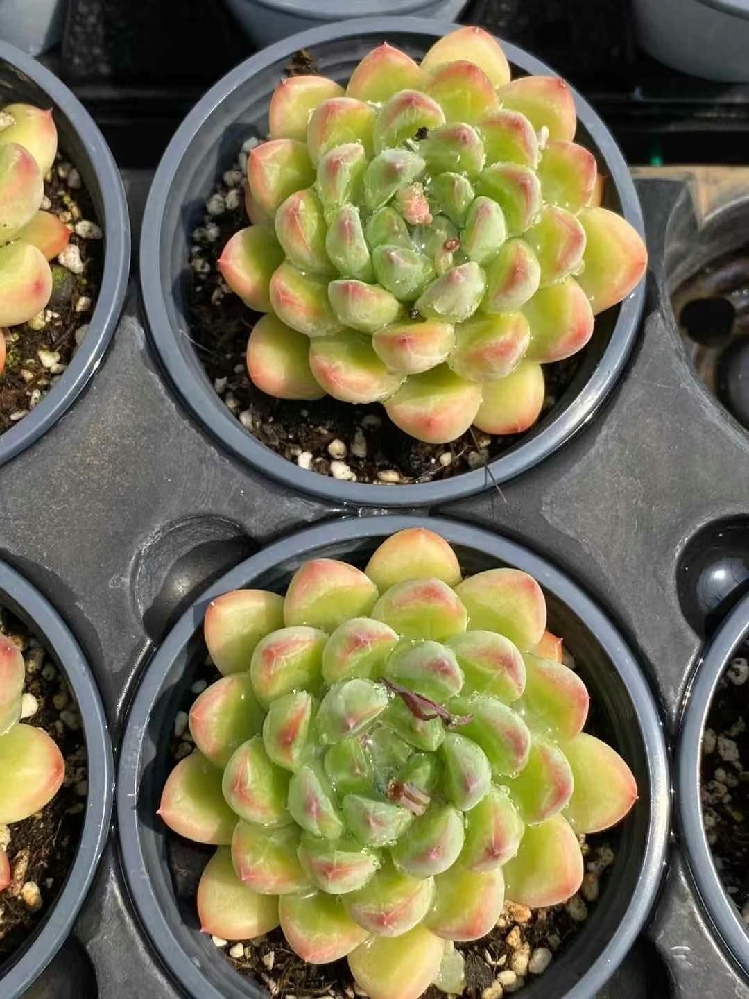 18株×レンレンシンジュ 多肉植物 卸売 エケベリア セダム アエオニウム