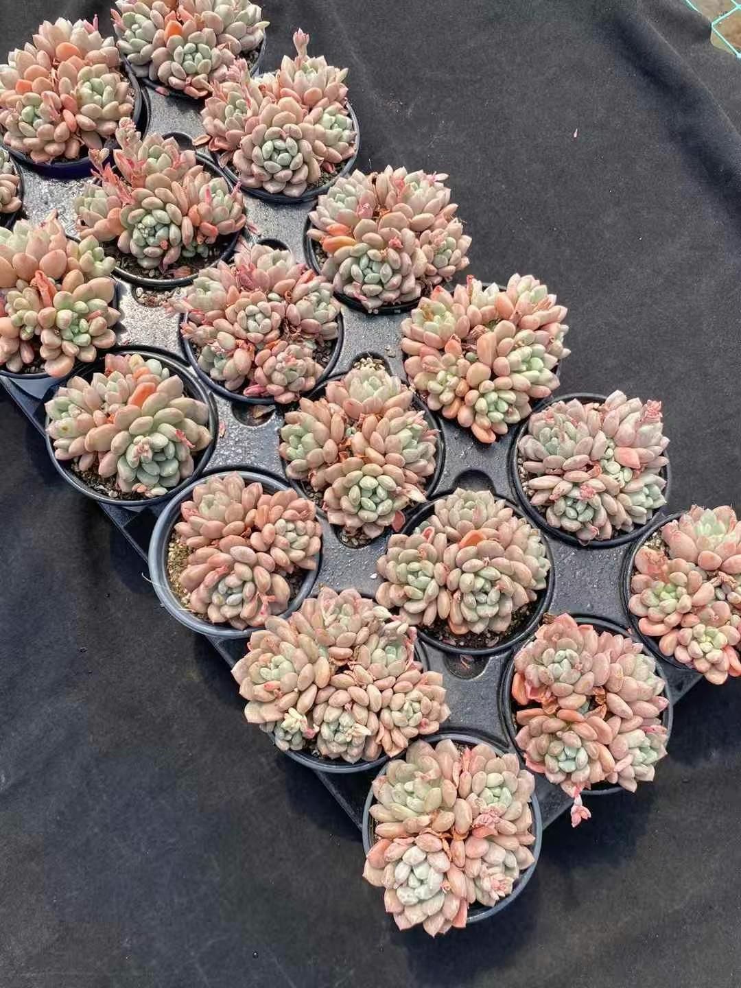 M1号 マンモスフラワー ミニソフビ ピンク 非売品 ウルトラQ ソフビ