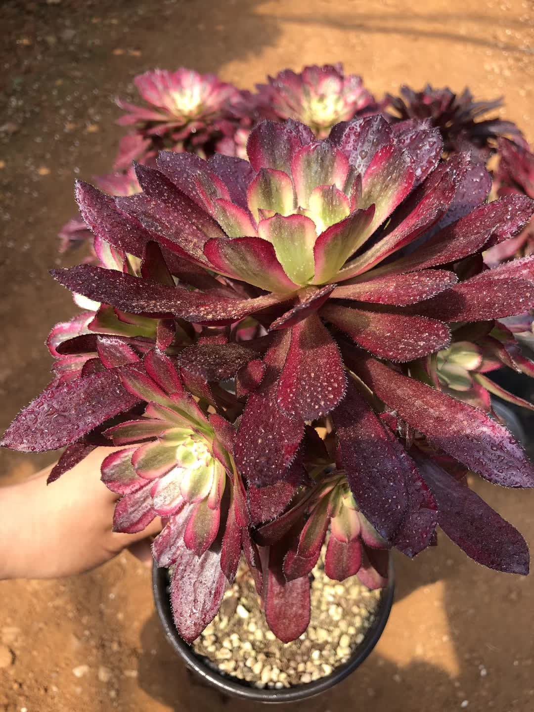 B15225☆大特価☆ 超巨大株 ユーフォルビア オベサ 大きいサイズ】美形