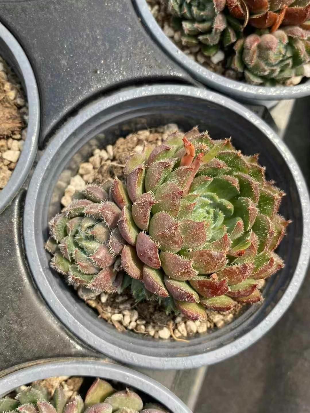 50株×ハンバーガージェニー 多肉植物 エケベリア セダム アエオニウム