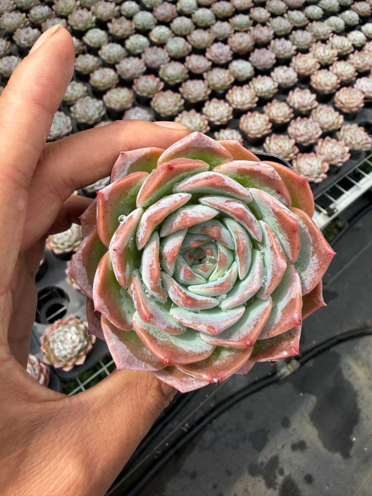 50株×ロックキャンディクリスタル 多肉植物 エケベリア セダム