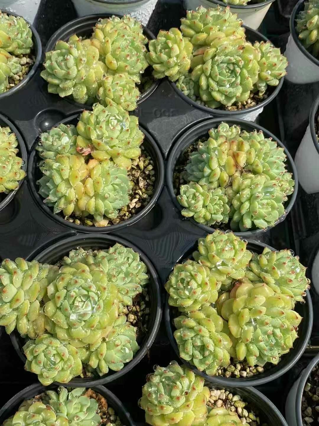 観葉植物 18株×ローズレン 多肉植物 エケベリア セダム アエオニウム
