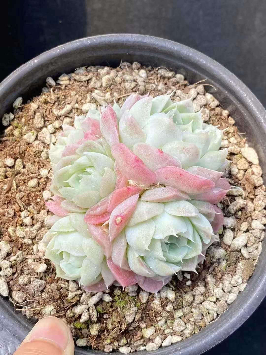 15株×エイカ 多肉植物 エケベリア セダム アエオニウム