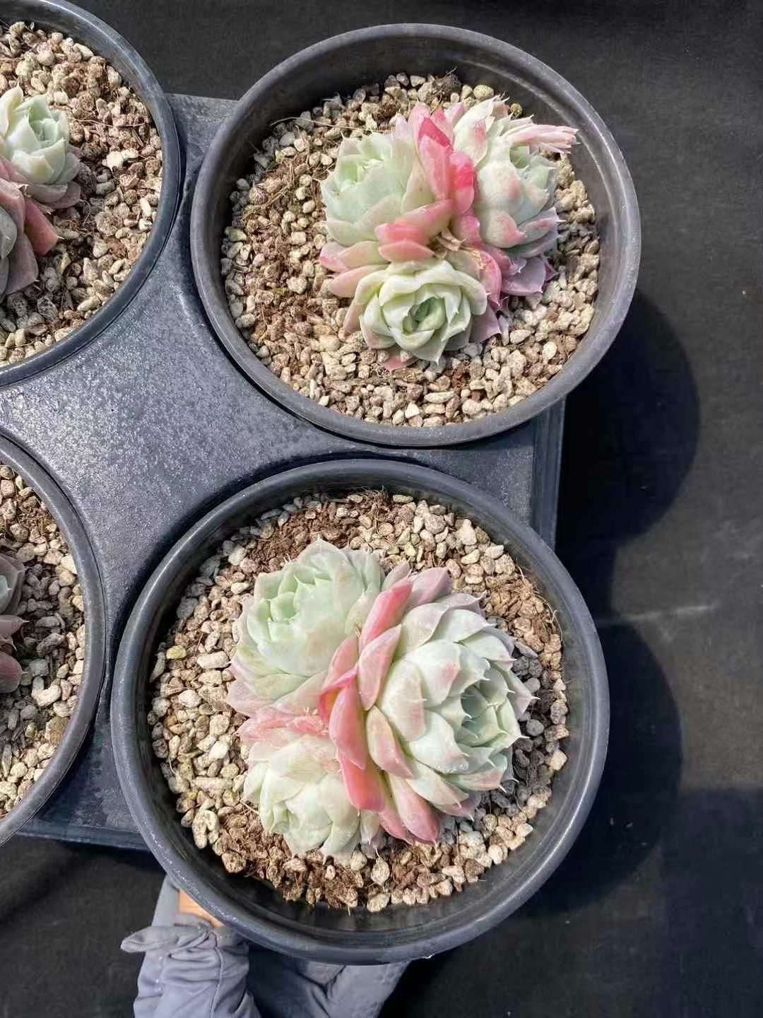 15株×エイカ 多肉植物 エケベリア セダム アエオニウム