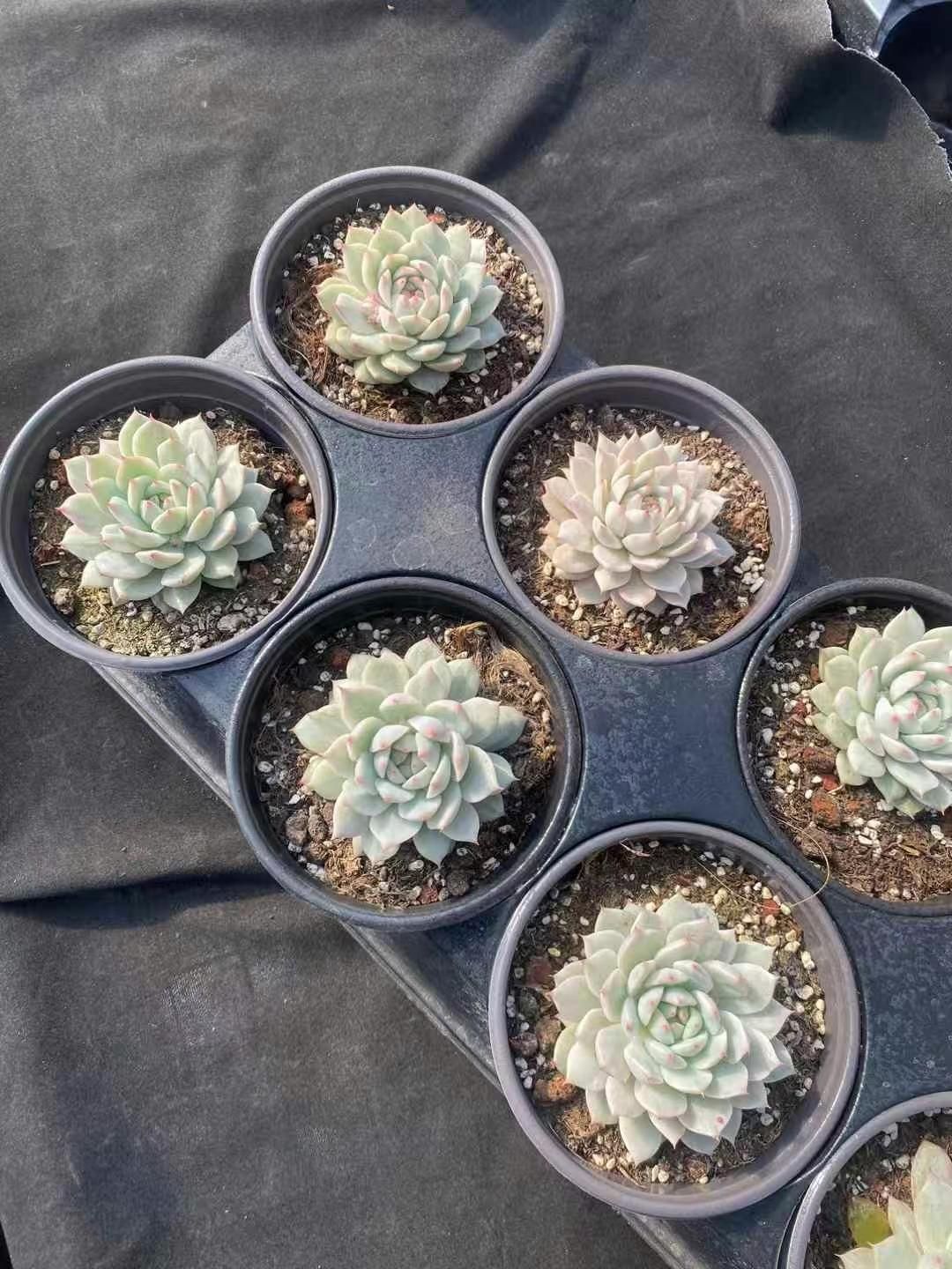 15株×セツオウハン 多肉植物 エケベリア セダム アエオニウム