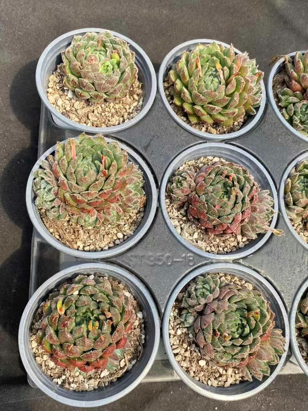 105苗 ピンクポイント 土と根付き 多肉植物 エケベリア 韓国苗