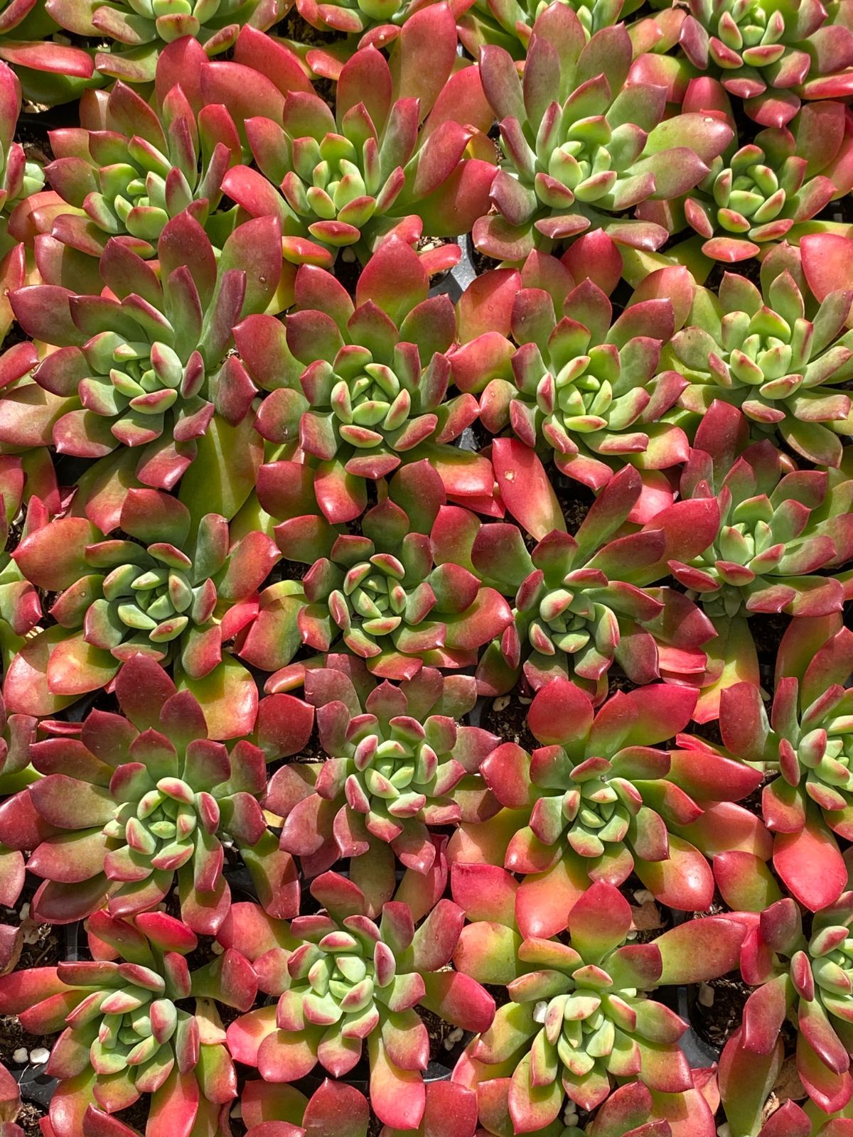 ミナペルホネン/jungle reliefジャングルレリーフ薄グレイ/ミニラウン