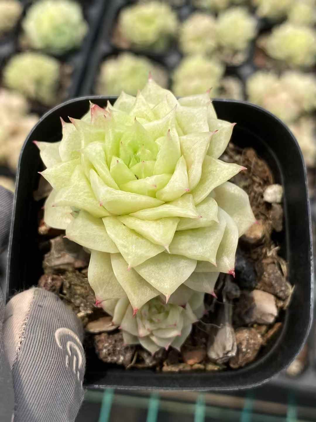 モミの木 購入 苗木 大型 155cm❗12号❗綺麗な樹形 クリスマスツリー