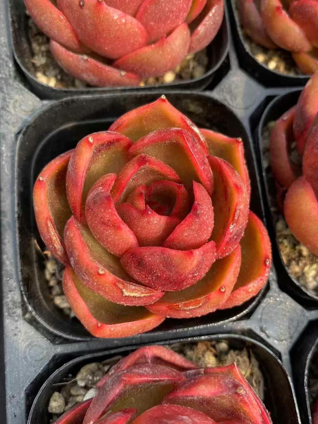 24株 レッドライト 多肉植物 エケベリア セダム アエオニウム グラプトペタルム 韓国苗 寄せ植え MY 284