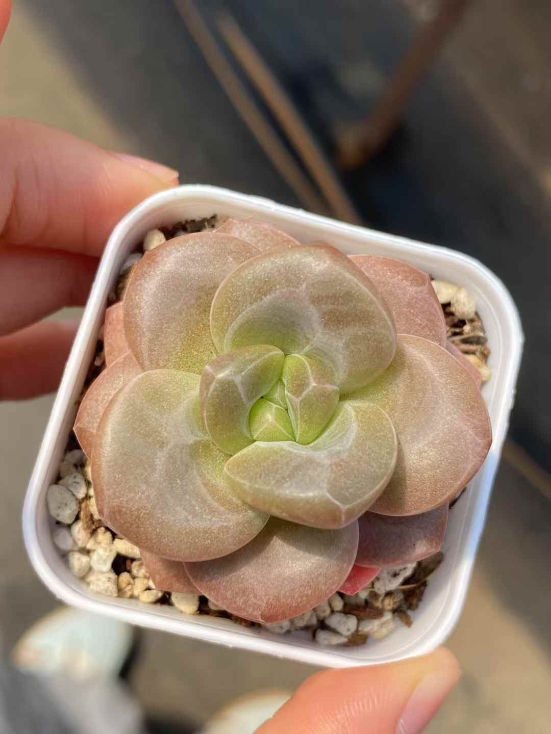 50株×チョコレートパフ 多肉植物 エケベリア セダム アエオニウム グラプトペタルム 韓国苗 寄せ植え MY 321