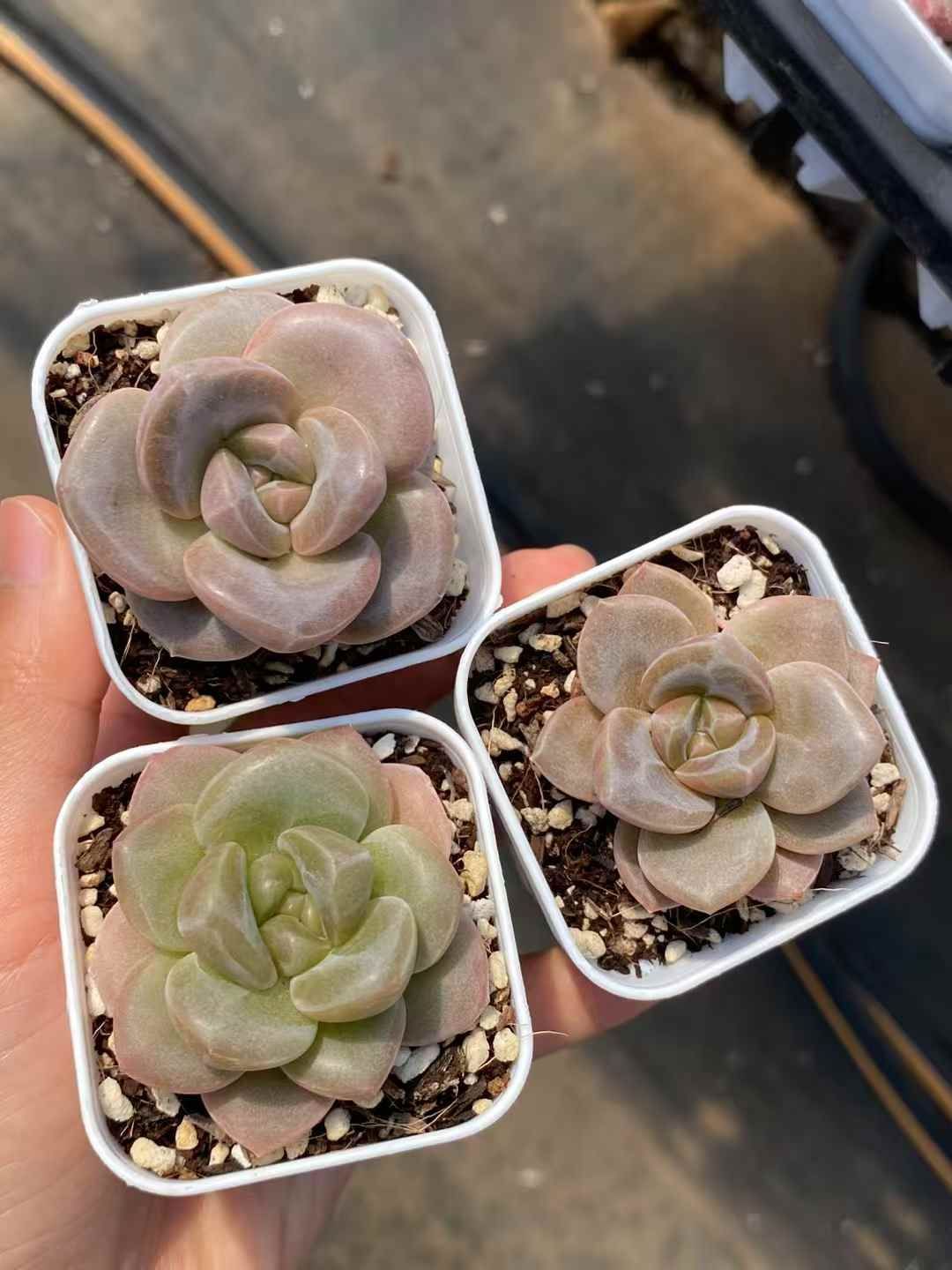 50株×チョコレートパフ 多肉植物 エケベリア セダム アエオニウム グラプトペタルム 韓国苗 寄せ植え MY 321