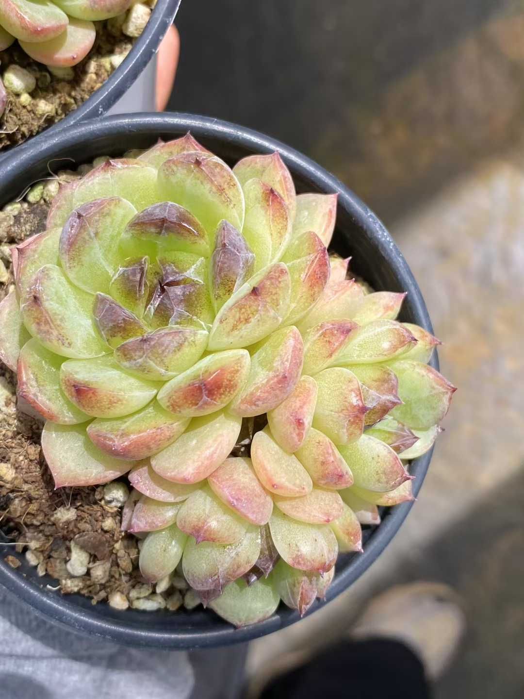 18株×チョンチンモリ 多肉植物 エケベリア セダム アエオニウム グラプトペタルム 韓国苗 寄せ植え MY 352