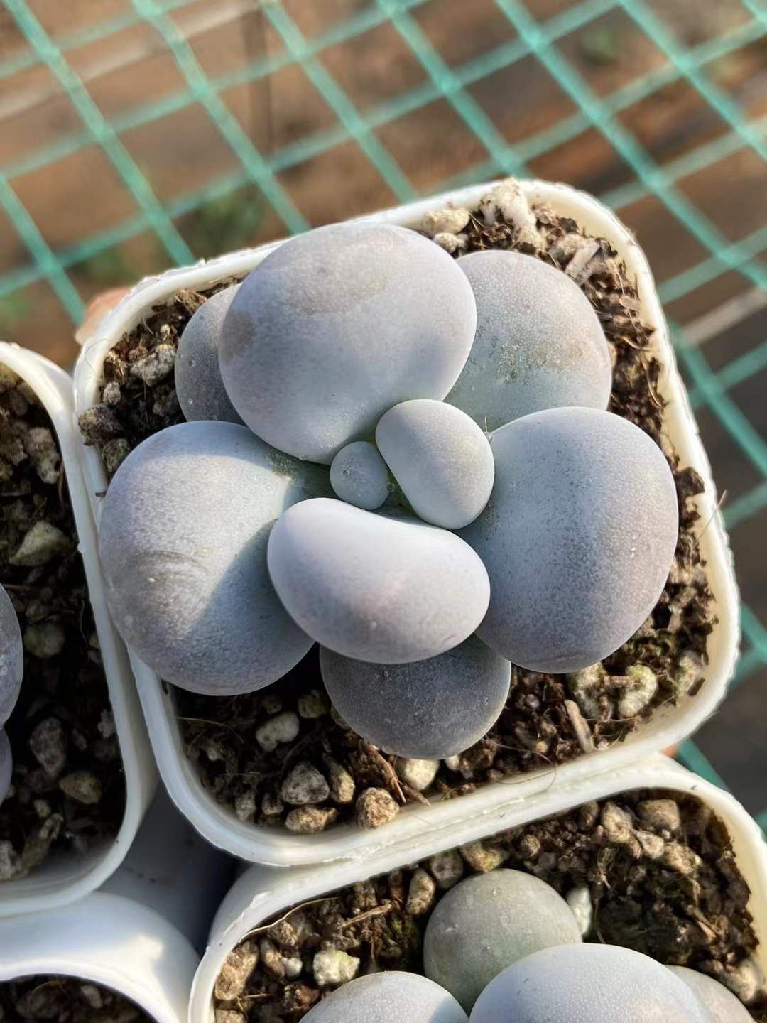 50株×マルマルチビチーズ 多肉植物 エケベリア セダム アエオニウム グラプトペタルム 韓国苗 寄せ植え MY 315