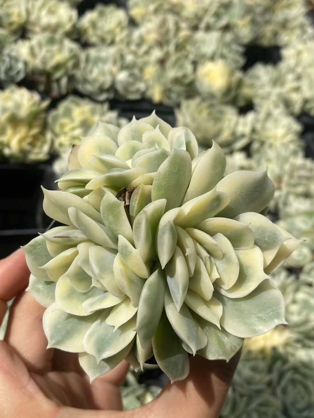 18株×アンスノーニシキ 多肉植物 エケベリア セダム アエオニウム グラプトペタルム 韓国苗 寄せ植え MY361