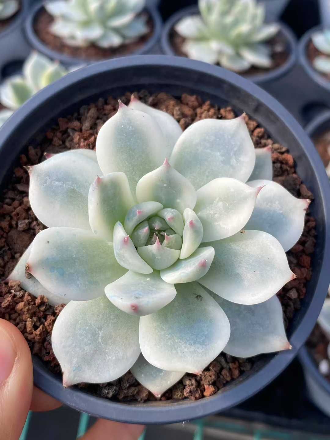 18株×チワワニシキ 多肉植物 エケベリア セダム アエオニウム グラプトペタルム 韓国苗 寄せ植え MY365